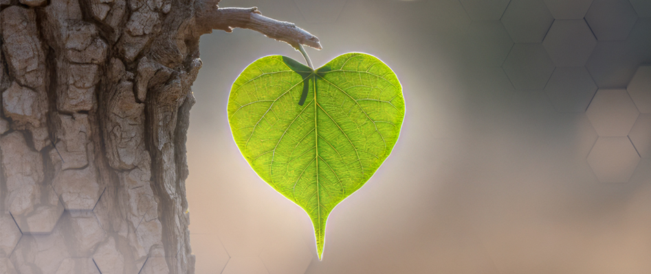 Hayat Devam Eder: Organ Bayla Yaatmak